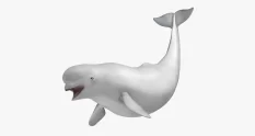 lateral view of beluga whale with open mouth 37452 cover 1