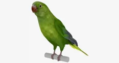 parrot with spread wings on a perch 8062 cover 1