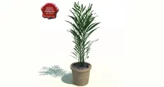 potted plant with elongated leaves 18600 cover 1