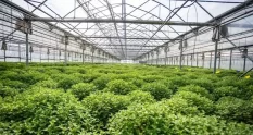 rows young flowers greenhouse with lot indoor 29094852 cover 1