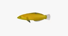 small fish with round body and fluffy fins 9001 cover 1