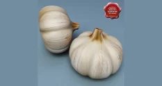 two garlic bulbs with seal 22047 cover 1