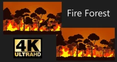 fire forest 28861 cover 1