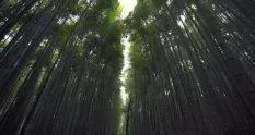 arashiyama bamboo grove which is a natural forest 12932507 cover 1