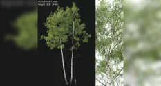 birch forest part 7 23 8 24 8m 43977 cover 1