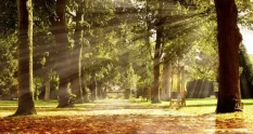 colorful vibrant nature trees forest scenery in 25554749 cover 1