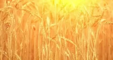 farmer organic wheat field agriculture ripe ears 35176775 cover 1