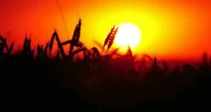 farmer organic wheat field agriculture ripe ears 35392747 cover 1
