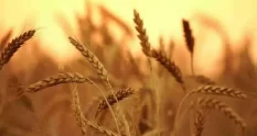 farmer organic wheat field agriculture ripe ears 35416001 cover 1