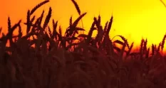 farmer organic wheat field agriculture ripe ears 41051419 cover 1