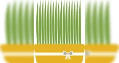 nowruz grass on white background 53336083 cover 1