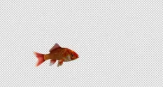 red goldfish transparent loop 39041 cover 1