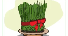 semeni sprouts of cereals in honor of novruz bayra 15266728 cover 1