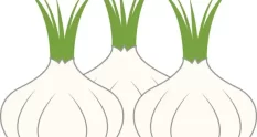 three garlic illustration 53336086 cover 1