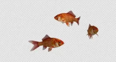 three red goldfishes transparent loop 31455 cover 1
