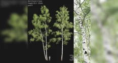 birch forest part 9 39342 cover 1