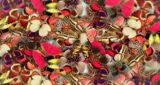 elegant butterflies 38044 cover 1