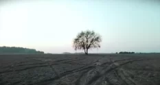 footage of lonely dried tree in middle of field 3309062 cover 1